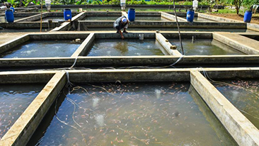 Kemenko Dorong Pesantren Mandiri Ekonomi